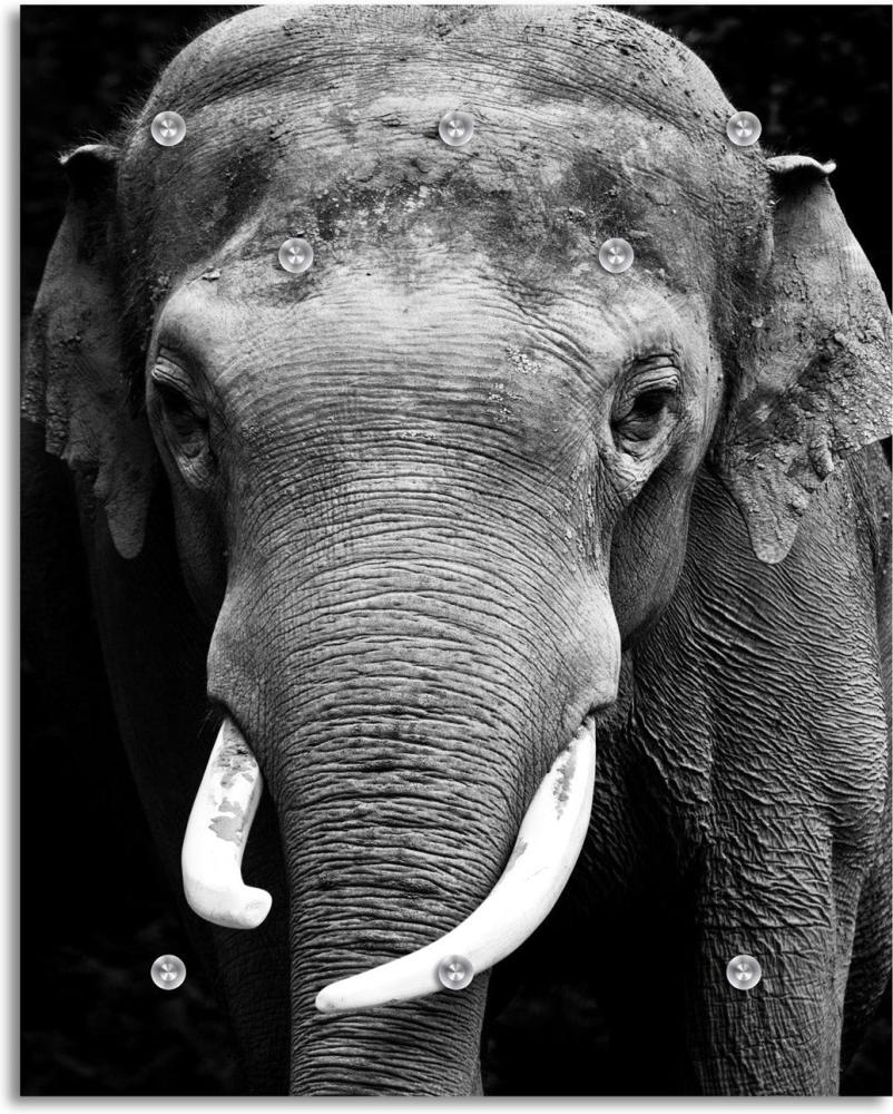 Queence Garderobe - "Elephant" Druck auf hochwertigem Arcylglas inkl. Edelstahlhaken und Aufhängung, Format: 100x120cm Bild 1