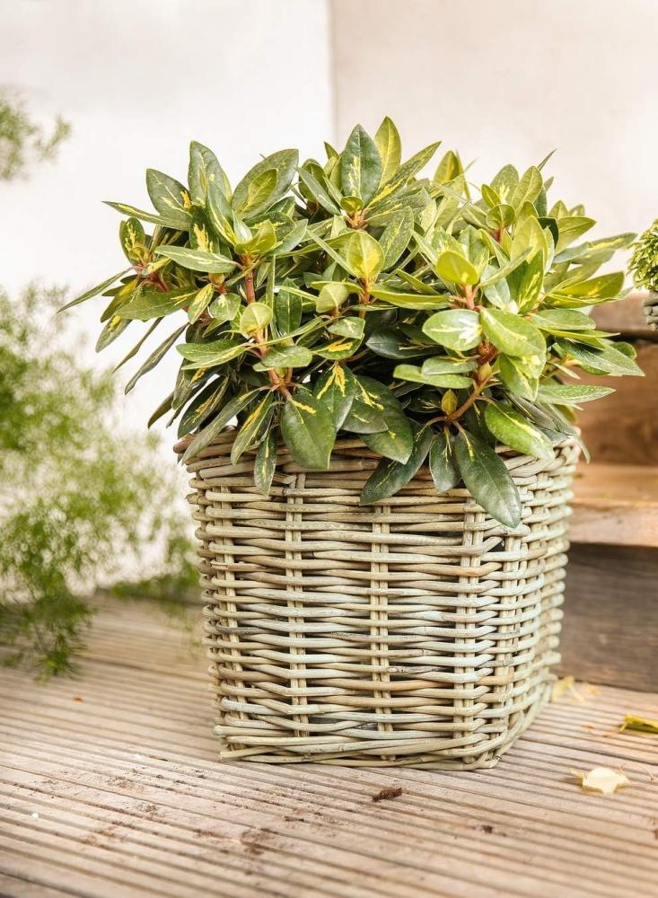 Pflanzkorb "Koboo Grey" aus Rattan, quadratisch, grau, groß, Blumentopf, Pflanzkübel, Pflanztopf für Draußen, Blumenkübel Bild 1