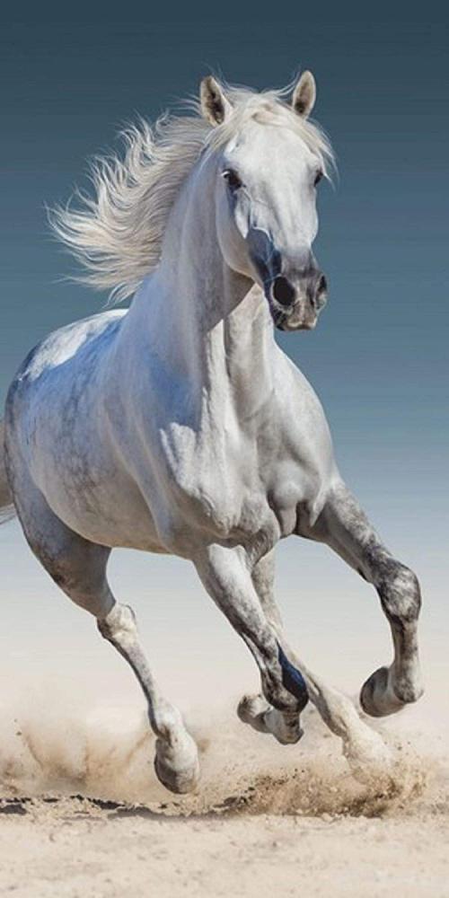 Handtuch Pferde 70 x 140cm weiß/blau Bild 1