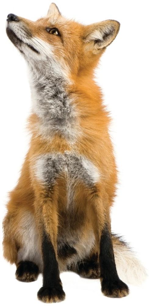 KEK AMSTERDAM Forest Friends Wandsticker Fox Braun Bild 1