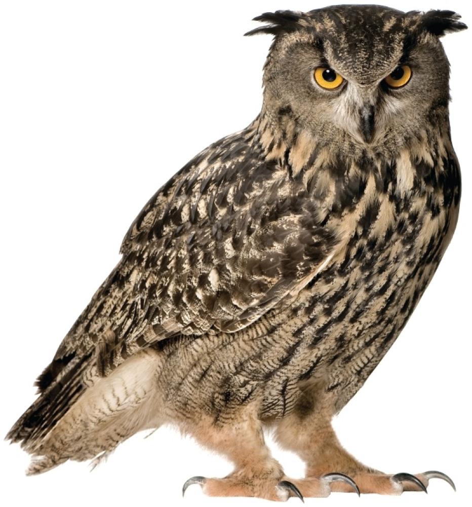 KEK AMSTERDAM Forest Friends Wandsticker Owl Braun Bild 1