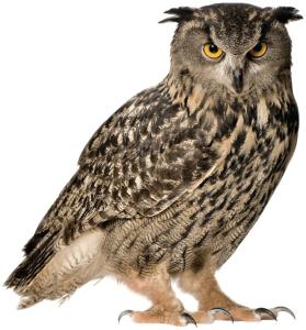 KEK AMSTERDAM Forest Friends Wandsticker Owl Braun