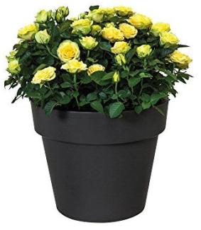 Elho green basics top planter 30 cm Blumentopf, 10 Liters, Taupe, 29. 60x29. 60x24. 80 cm