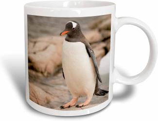 3dRose Erwachsene der Antarktis Gentoo Penguins Rocky shoreline-an01 dbr0045-dave bartruff Kaffeebecher, Keramik, Mehrfarbig, 12,7 cm x 11,43 x Stollen
