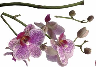 Deco-Sticker Orchidee