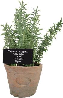 Esschert Design Kunststoffpflanze Thymian im Topf, Größe L, ca. 11 cm x 11 cm x 19 cm