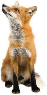 KEK AMSTERDAM Forest Friends Wandsticker Fox Braun
